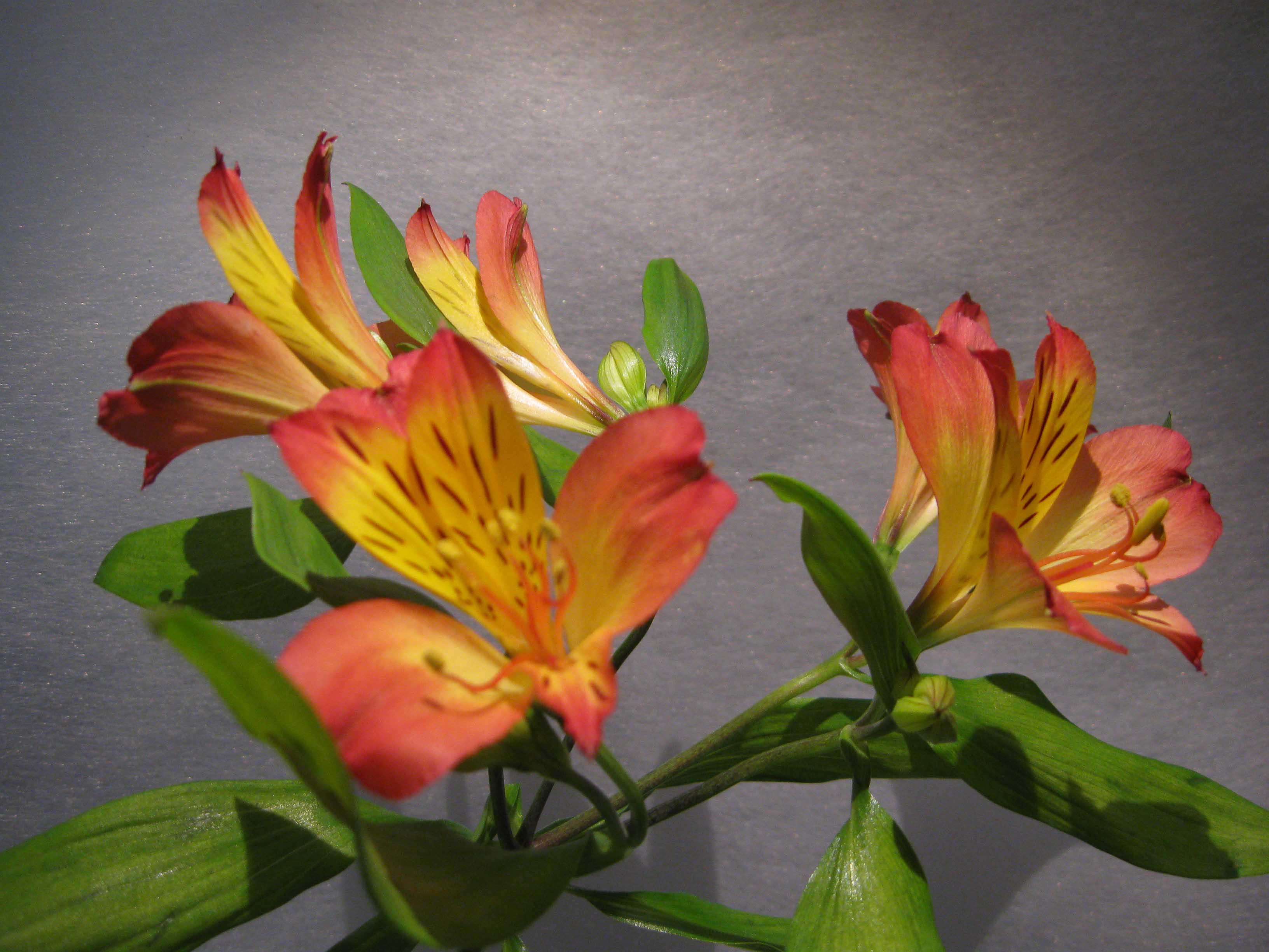 Come si coltiva Alstroemeria nei vasi - Consigli su quando seminare Giglio degli Inca - Fiori a Milano vicinanze Duomo