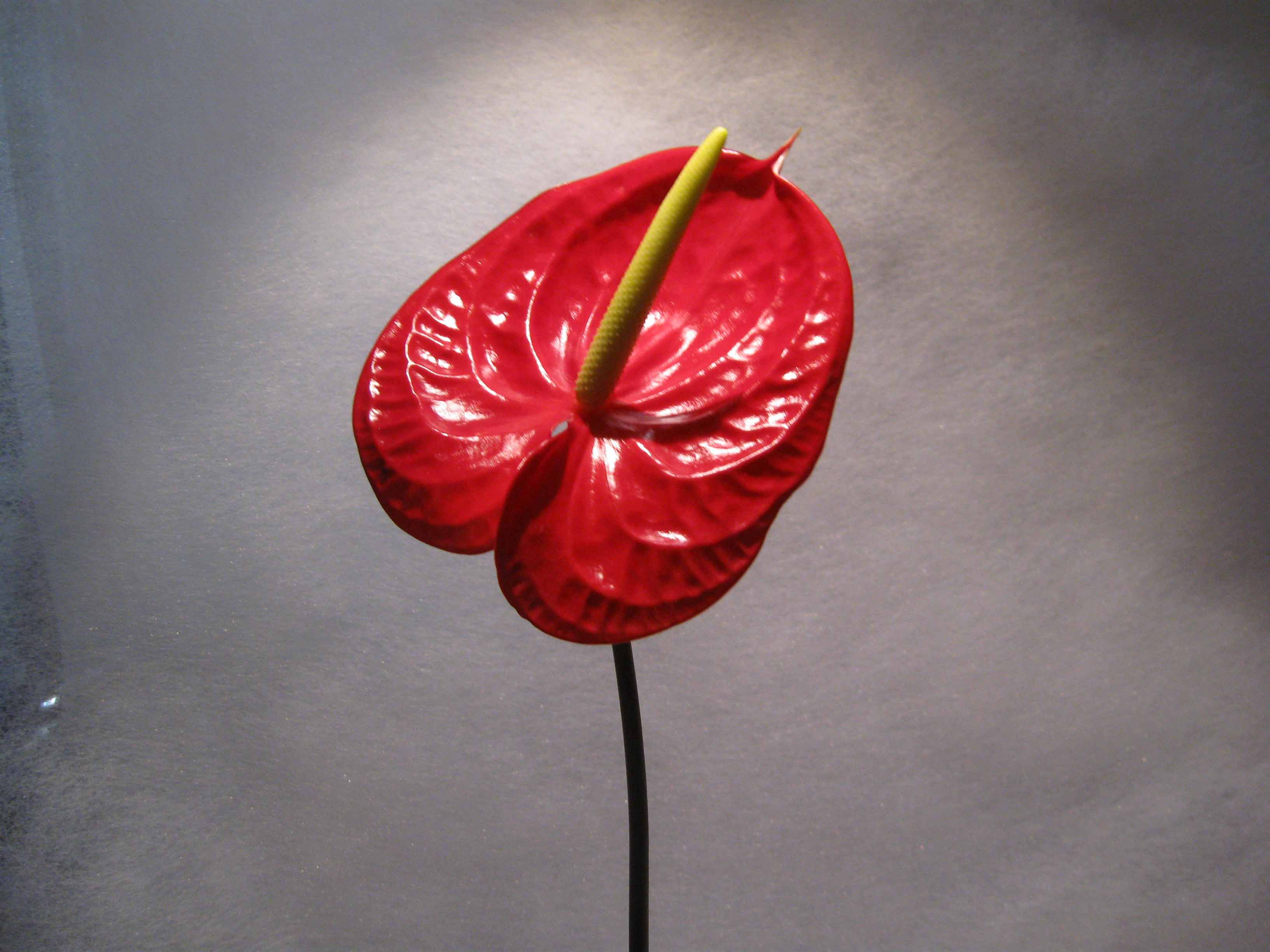 Quale è il significato dell'anthurium - quale è il fiore chiamato tavola del pittore - Come curare la pianta di anthurium in appartamento a Fioraio a Milano Piazza del Tricolore