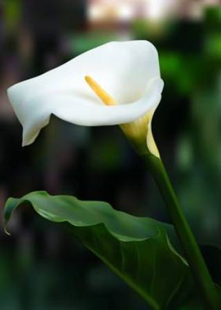 Calla