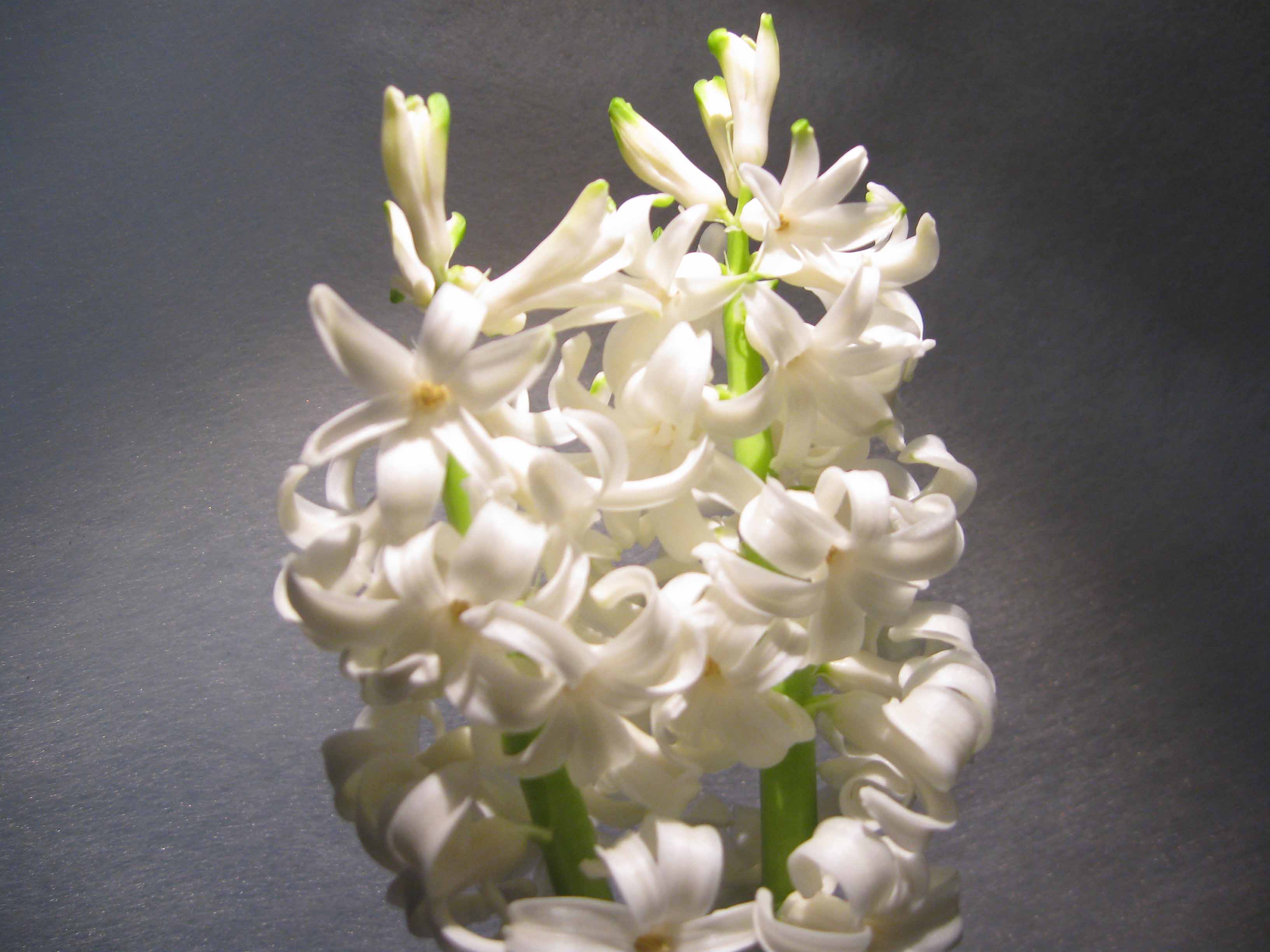 Il significato del fiore Giacinto - la fioritura del giacinto - Consigli per la cura del giacinto - Coltivare il giacinto in vaso - Fiorai a Milano piazza del tricolore