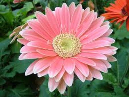 Gerbera