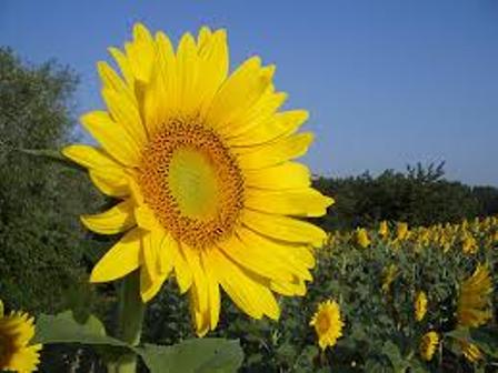 Girasole 2