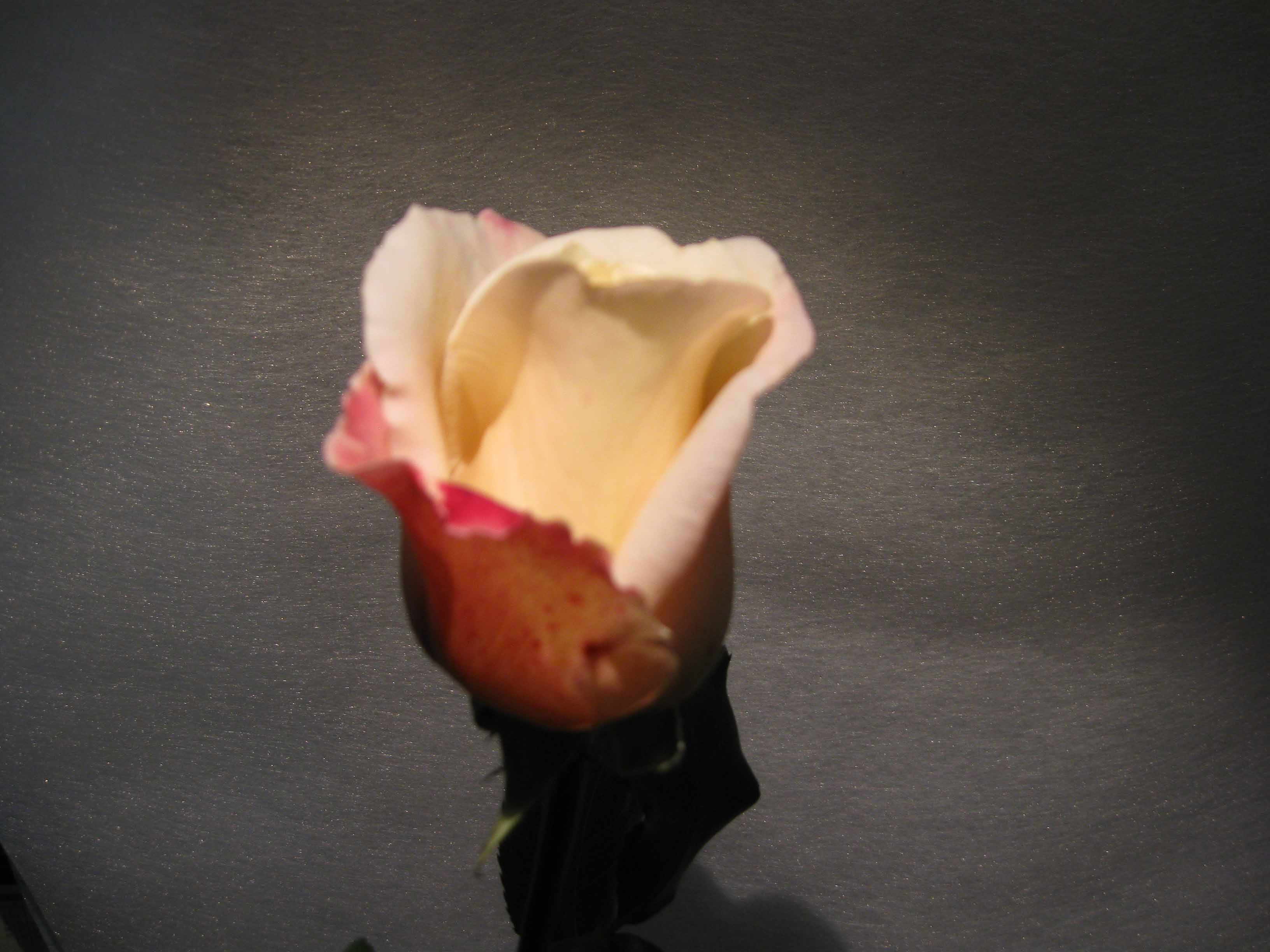 Bouquet di rose - Quando si regalano le rose - Quali fiori si regalano per un compleanno - Come coltivare le rose in giardino - Milano vicinanze piazza san babila