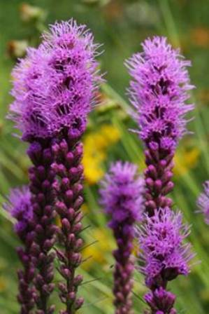 Liatris