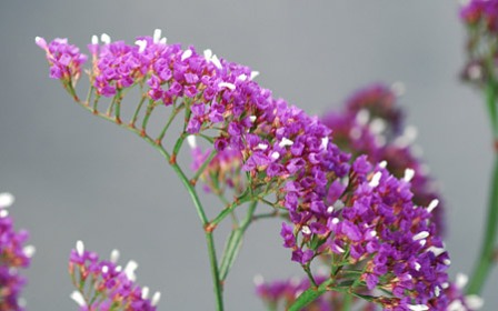 Limonium 1