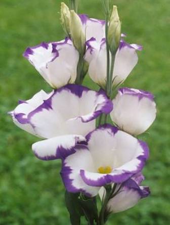 Lisianthus