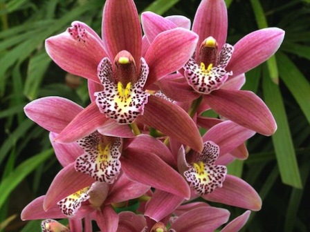 Orchidea 3