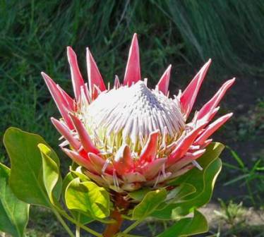 Protea King